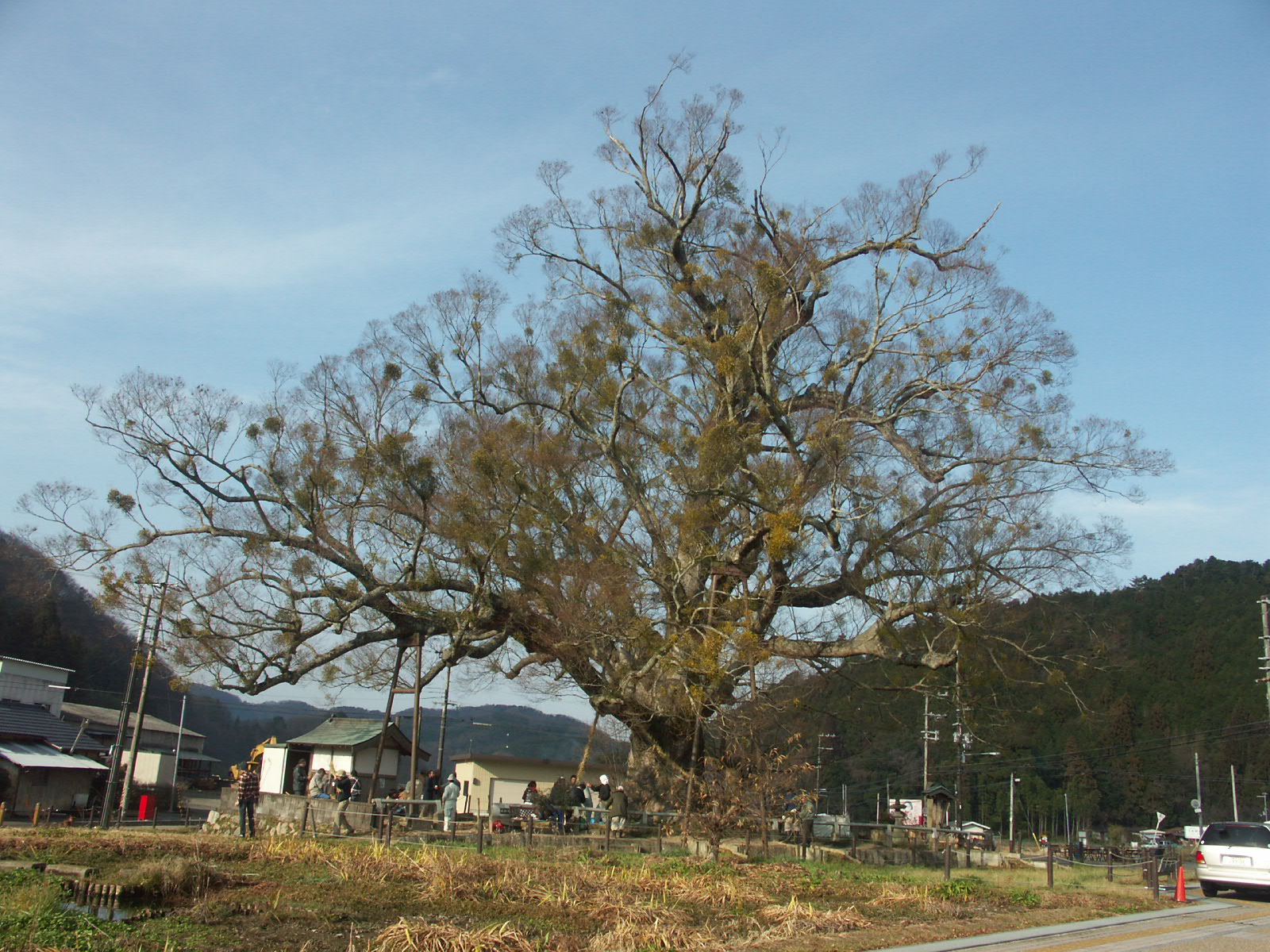 野間の大ケヤキ