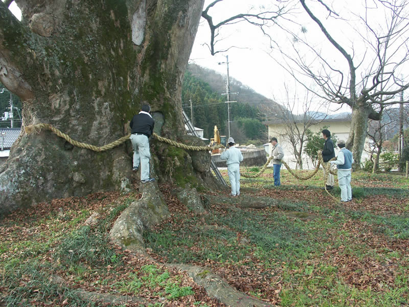 オーダー家具　しめ縄を太い幹に巻きつけていく作業