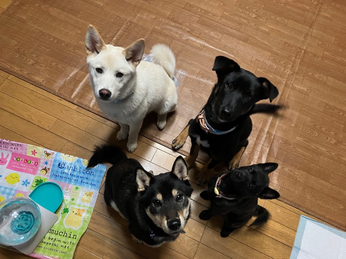 家具屋の保護犬たち