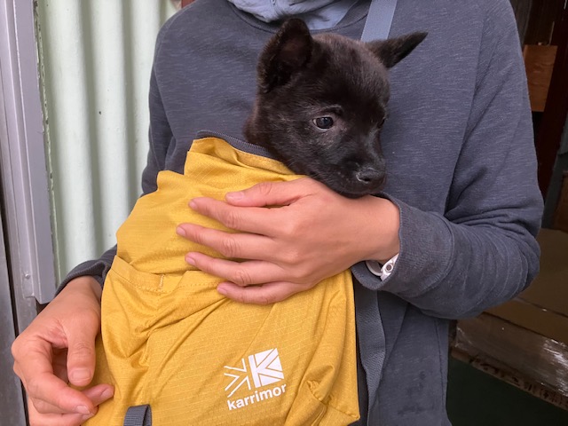 大阪の家具屋　保護犬