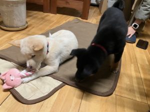 新入社員　家具屋のワンコ
