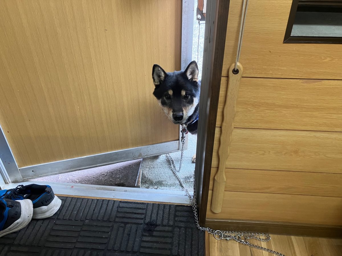 オーダー家具屋の黒柴