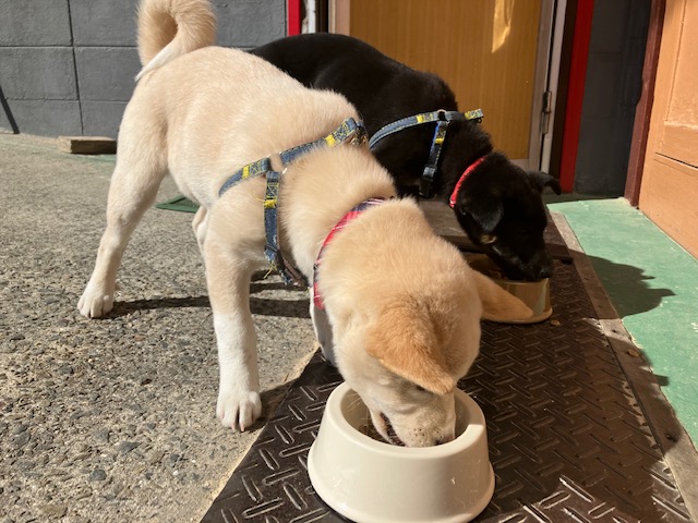 社会・環境への取り組み　保護犬