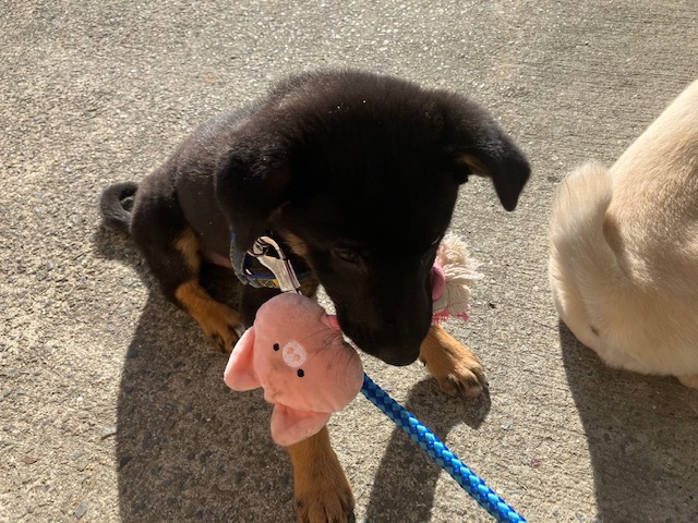 社会・環境への取り組み　保護犬