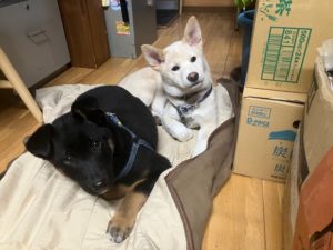 社会・環境への取り組み　保護犬