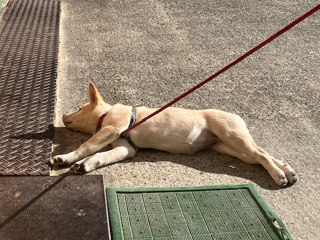社会・環境への取り組み　保護犬