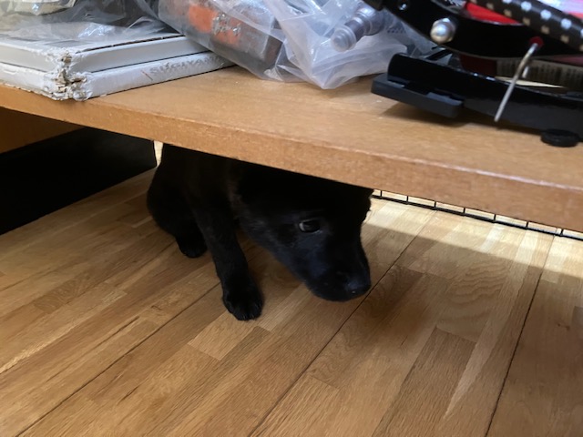 小さな保護犬　大阪の家具屋