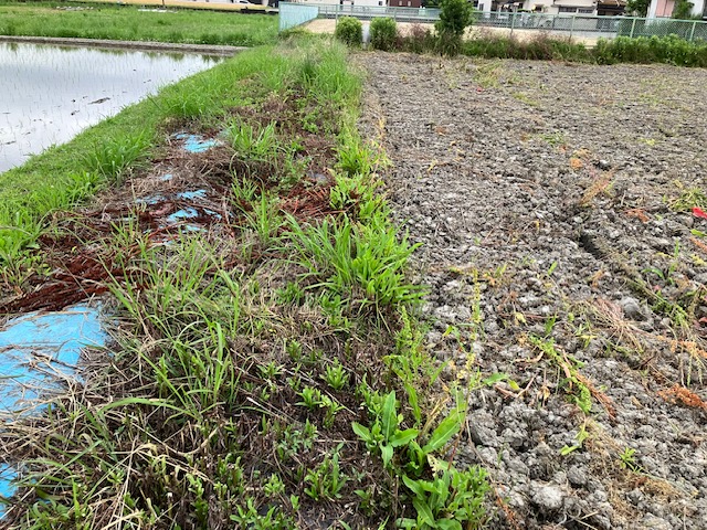 田畑　畔