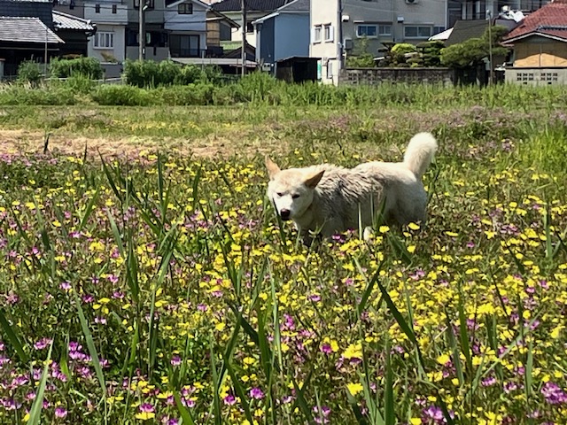 お花畑を歩くどろんこシロ