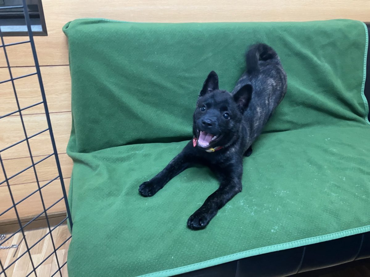 オーダー家具屋の甲斐犬