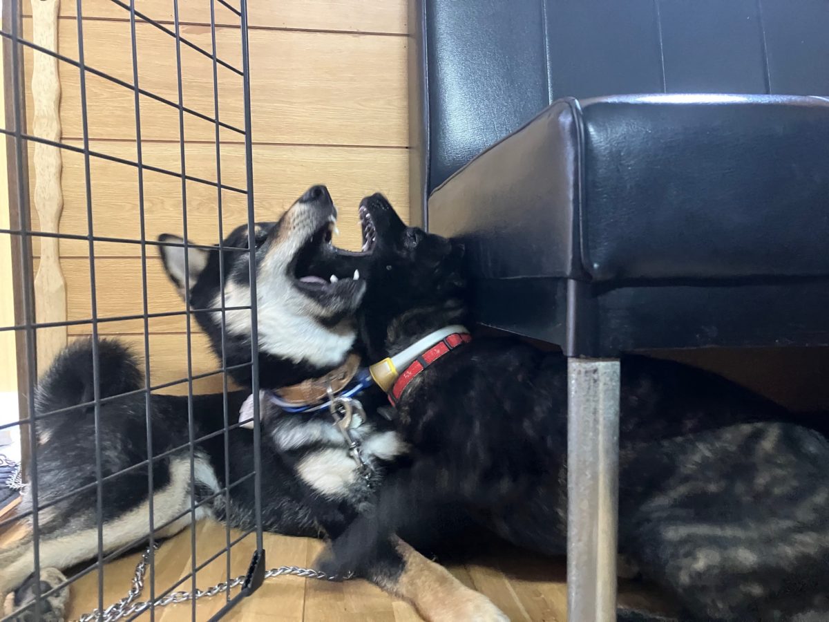 ワンプロ　保護犬