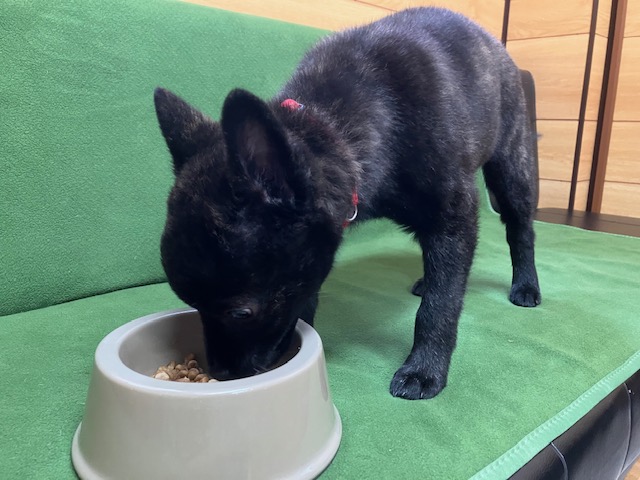 家具製造　保護犬