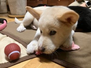 シロ　家具屋の番犬