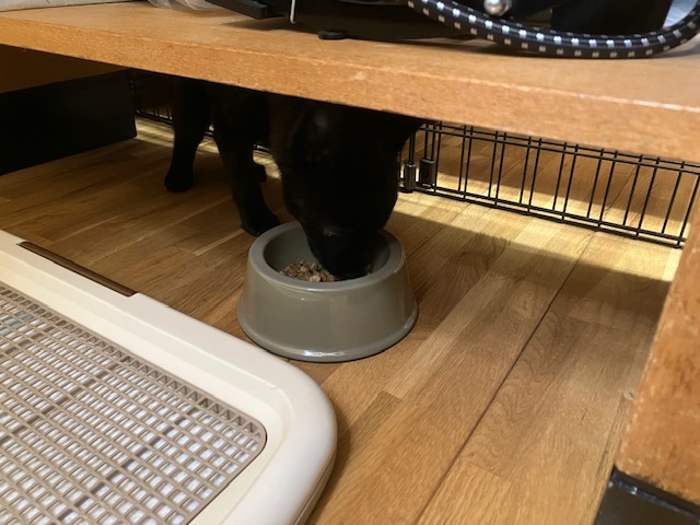 保護犬　甲斐犬