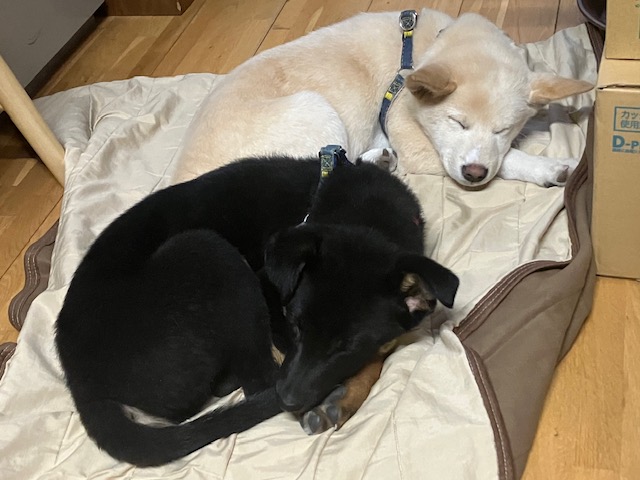 社会・環境への取り組み　保護犬