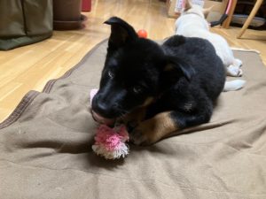 クロ　家具屋の番犬