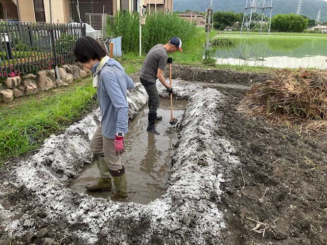 家具屋がクワイの植え付けにチャレンジ