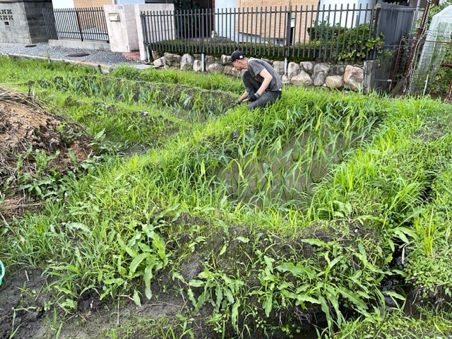 クワイ畑　雑草取り