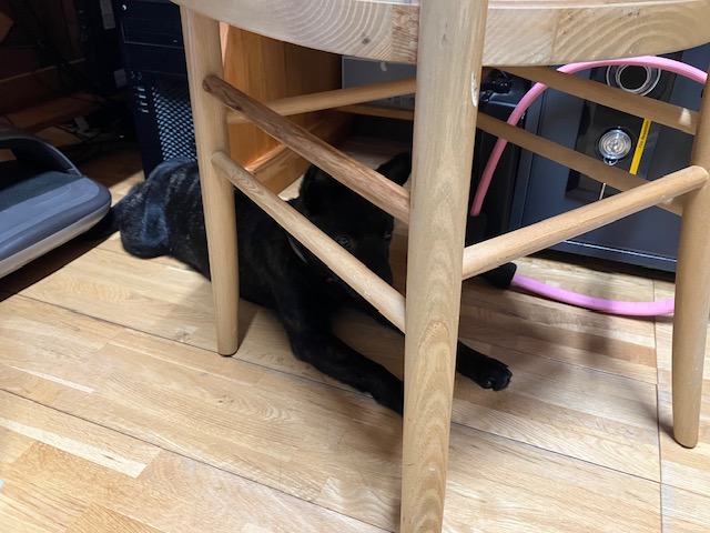物陰が好きな元保護犬ワンコ