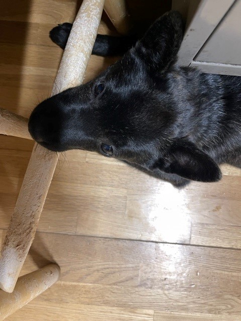 家具屋　保護犬
