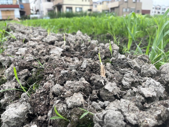 にら　植え付け