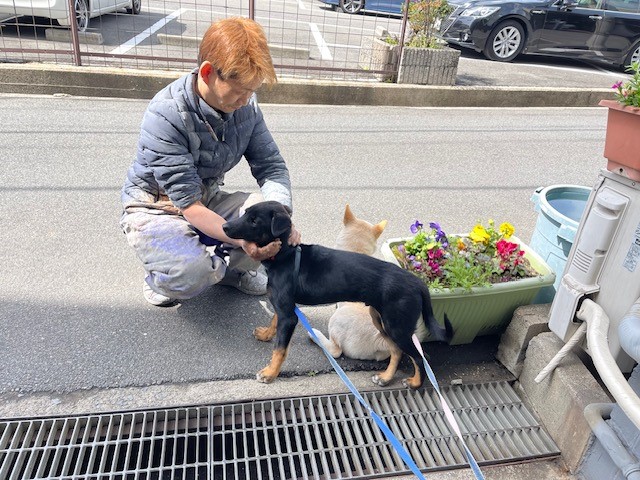オーダー家具屋　元保護犬　