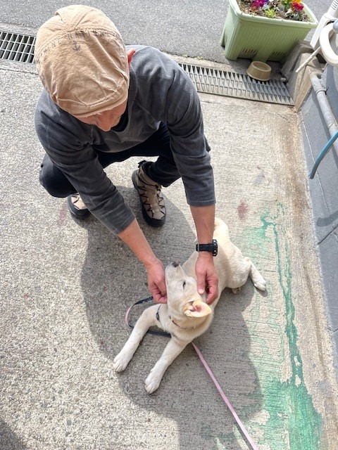 オーダー家具屋　元保護犬　