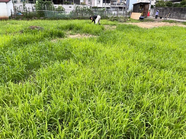 家具屋　新事業　農業　草抜き